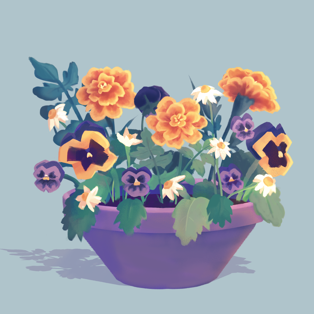 Pansies, Marigolds & Daisies